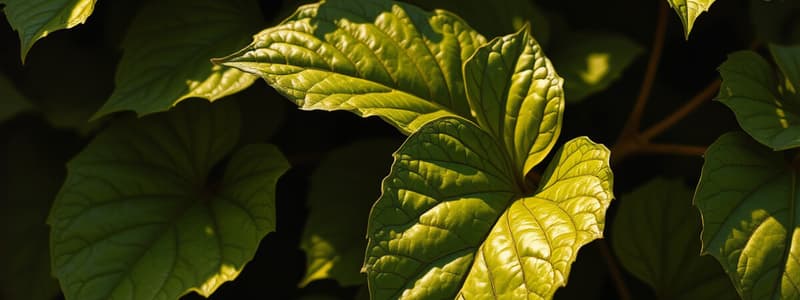 Plant Leaves Flashcards