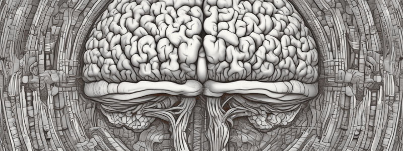 Human Brain Anatomy: Central Sulcus