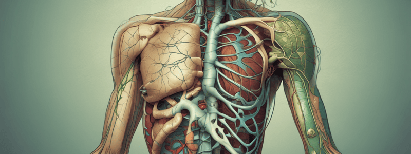 Lymphatic System Function