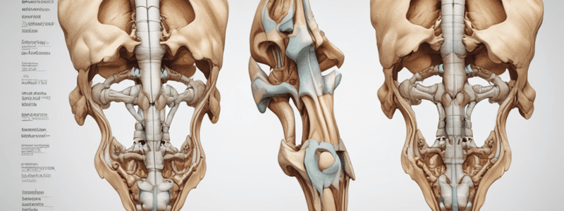 Pubic Symphysis and Pelvis Anatomy