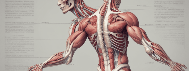 Anatomy of Muscles