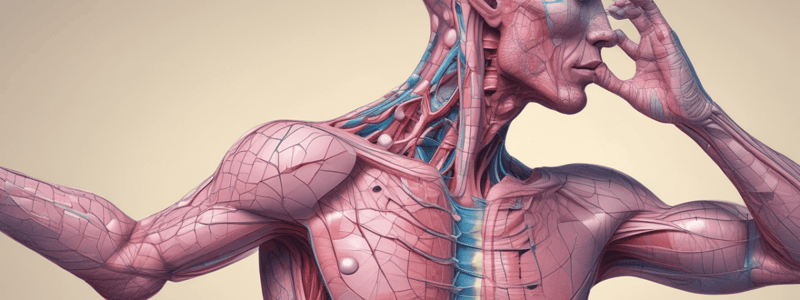 Connective Tissue Structure and Function