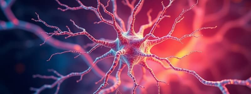 Neuron Structure and Nervous System Organization