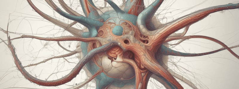 Nervous System Divisions