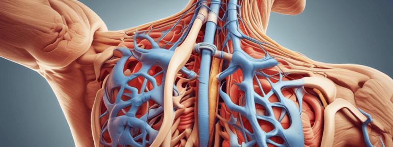 Brachial Plexus