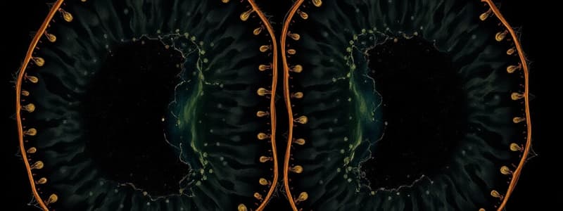 Cell Division and Mitosis Overview