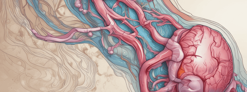 Anatomy: Renal System and IRRIGATION OF CECUM