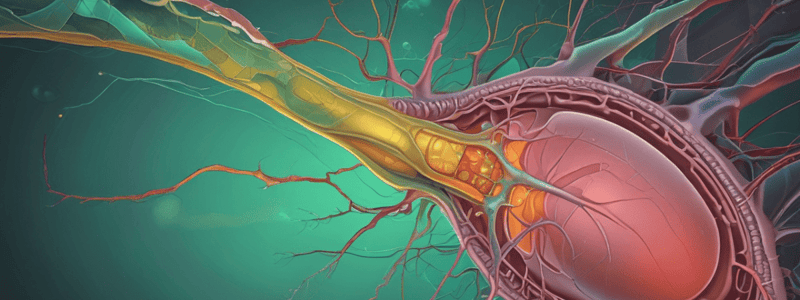 Gallenblase und Cholecystolithiasis Lektion