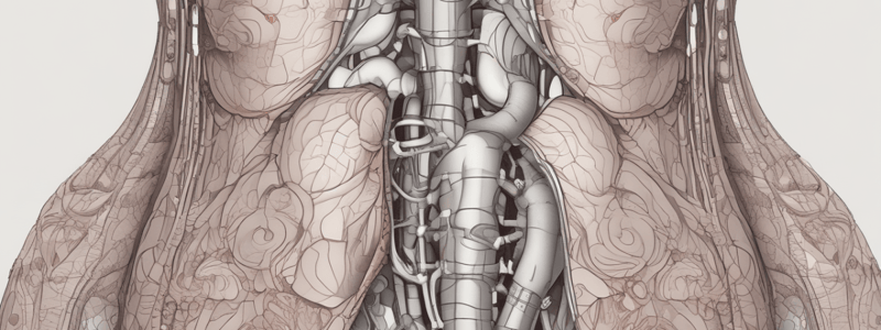 Anatomy of the Peritoneum