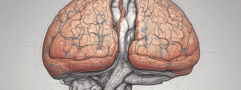 Visual Field Projection and Representation in the Brain