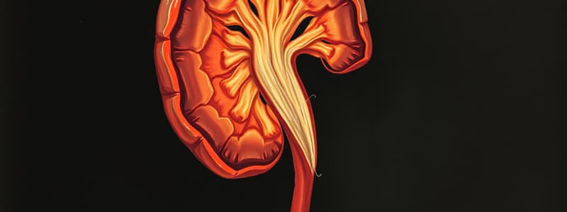 Nephron and Renal Structures Flashcards