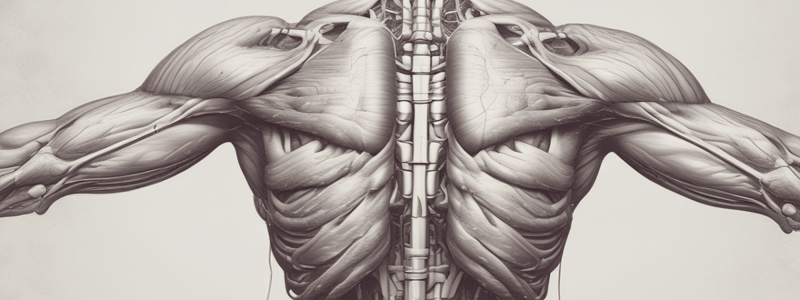 Characteristics of Skeletal Muscle Tissue