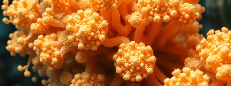 Introduction to Sponges and Cell Types