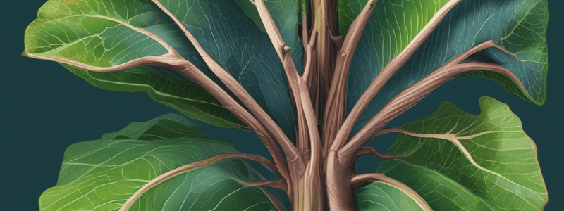 Transportation in Plants: Xylem, Phloem, and Related Processes Quiz