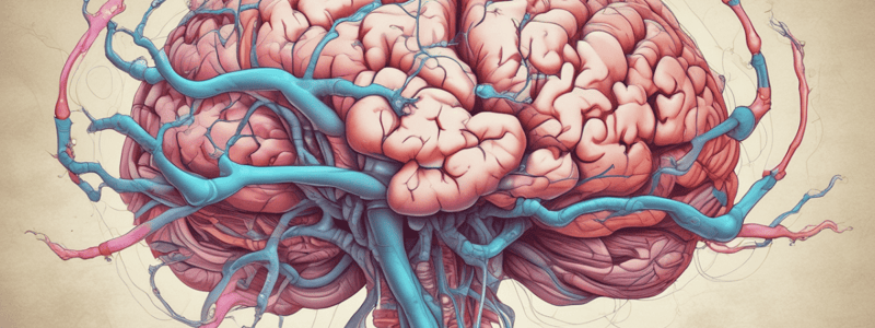 CSF Circulation and Choroid Plexus