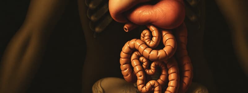 Digestive System: Functions and Organs