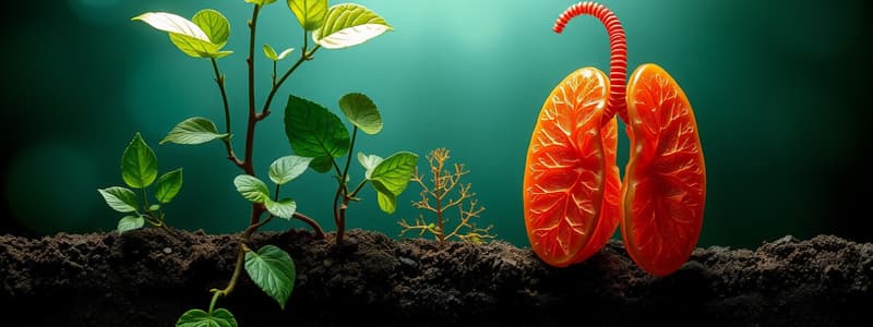 Photosynthesis vs Respiration Flashcards