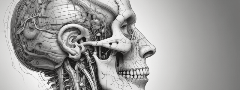 Neuroanatomy of Motor Tracts