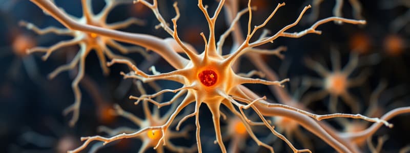 Neurons and Their Functions