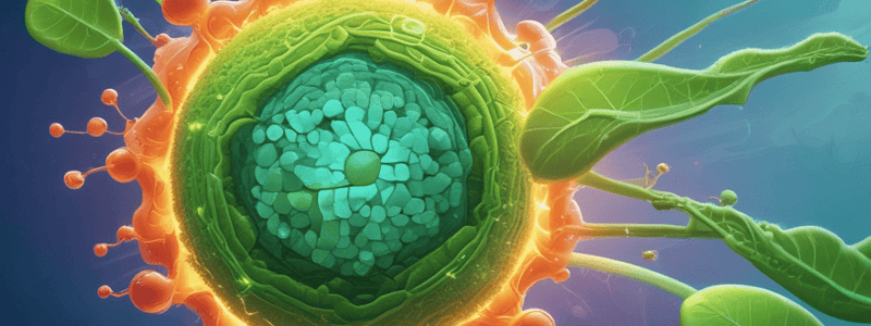 Photosynthesis and Eukaryotic Cells Quiz