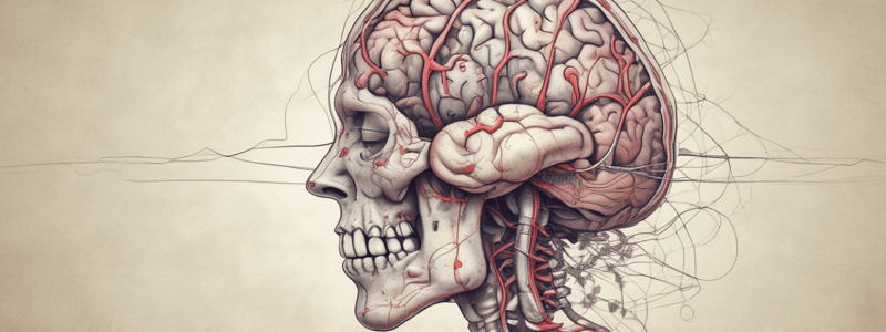 Human Brain Anatomy