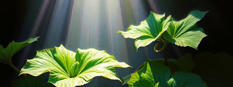 Photosynthesis in Higher Plants