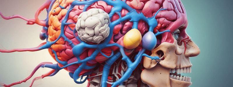 Neuroanatomy Part 2 - Thalamus, Brainstem, Cranial Nerves