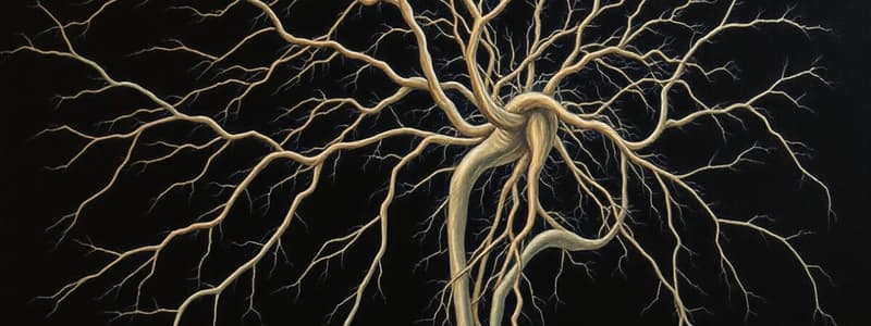 Human Nervous System Quiz