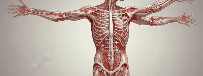 Axillary artery and brachial plexus