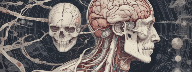 Human Brain Structure Quiz