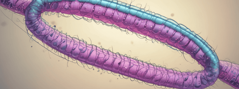 Chromosome Structure and Organization