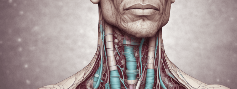 Thyroid Gland Structure and Function