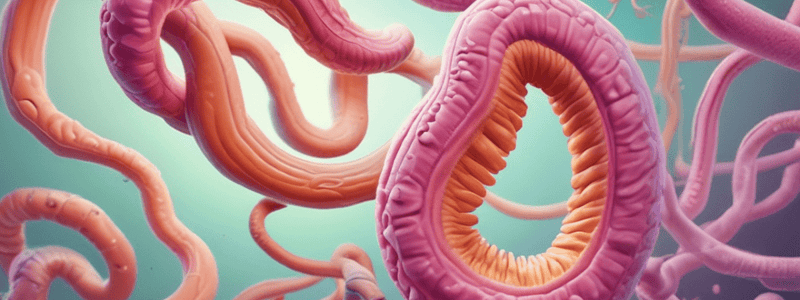 Diphyllobothrium latum: Life Cycle, Symptoms, and Diagnosis