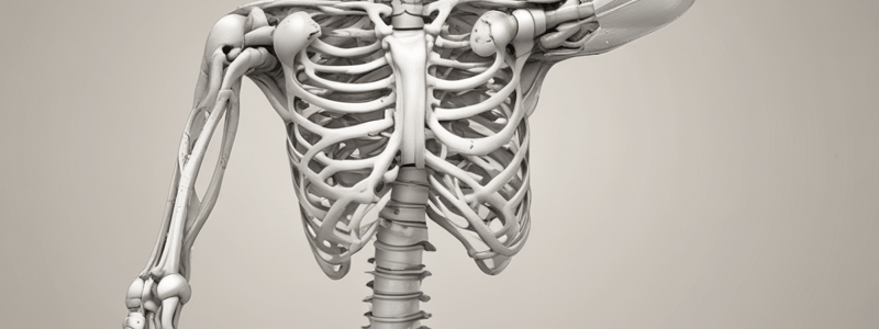 Anatomy of the Hip Joint