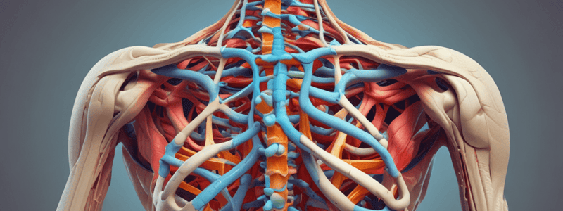 Anatomy and Physiology of the Human Spine