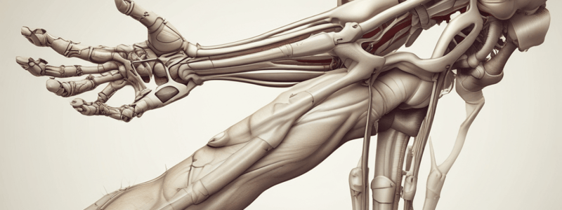 Lower Limb Bones Anatomy