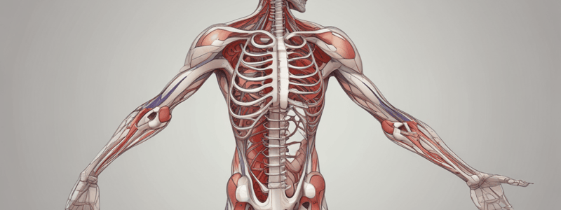 Thoracic Vessels (Small Animal) Quiz