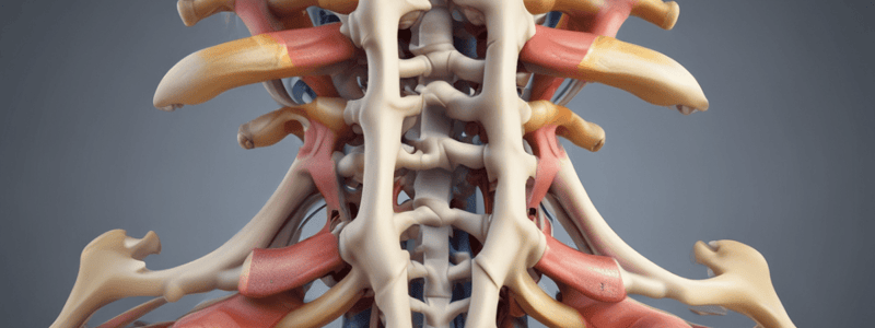 Columna Vertebralis Quiz