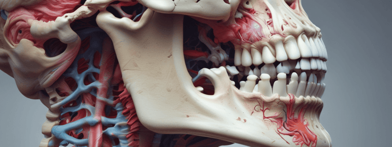 Hyoid Bone Location