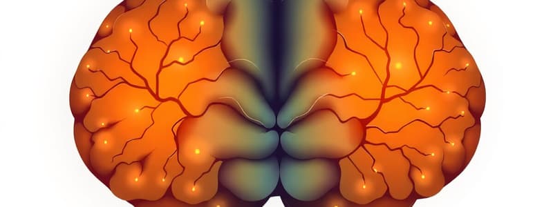 Stages of Addiction and Brain Circuitry