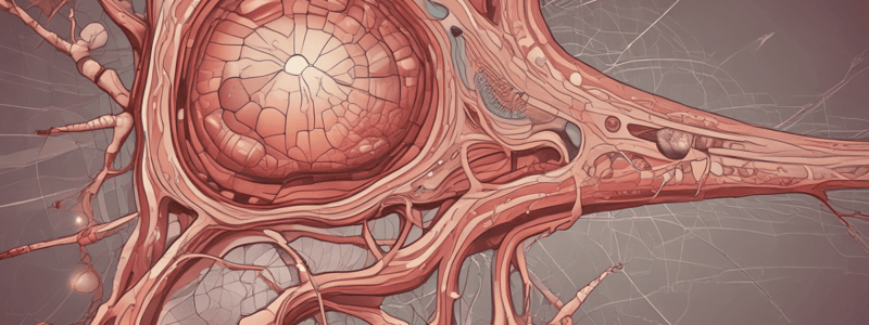 Integumentary System Development and Aging