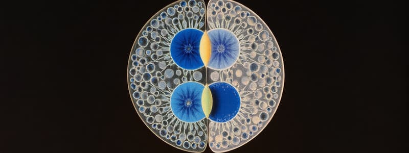 Cell Division and Mitosis Overview