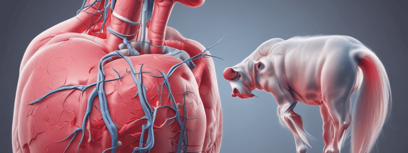 Clinical Manifestations in Veterinary Cardiology