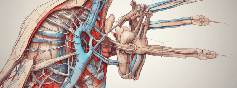 Venipuncture and Nerves of the Thoracic Limb