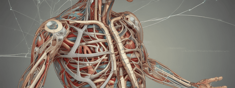 Brachial Plexus Anatomy