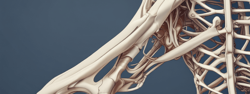 Bones of the Lower Limbs and Pelvic Girdle