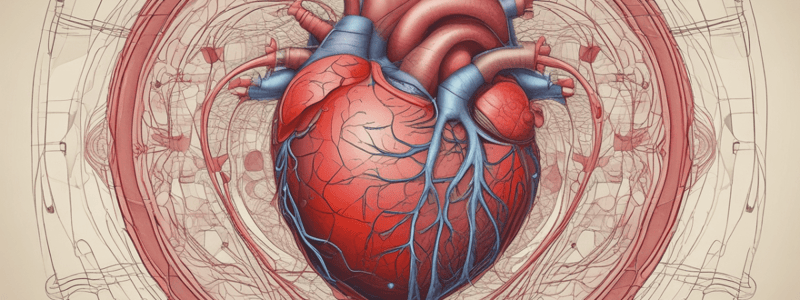 Circulatory System: Heart Contractions and Blood Flow