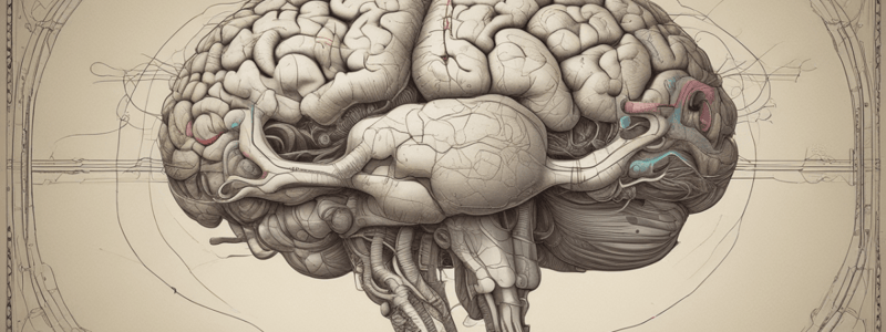 Brain Anatomy: Cingulate Gyrus and Corpus Callosum