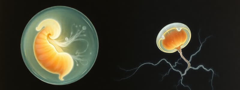 Embryologie: Micromères et Tissus