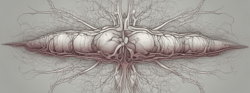 Nervous System Organization